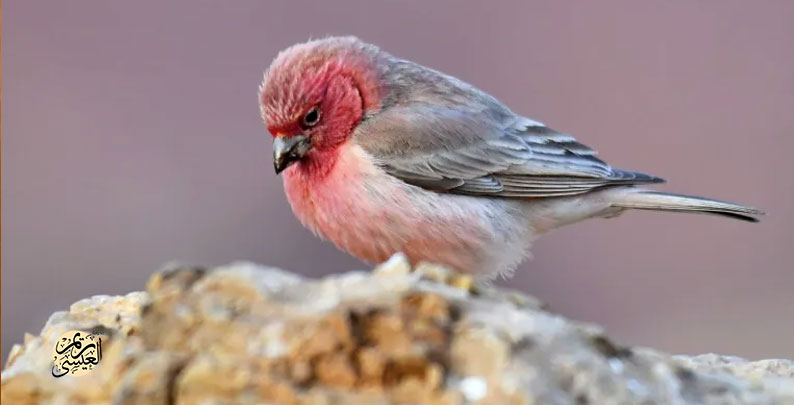 عصفورة لحب الوطن تبكي